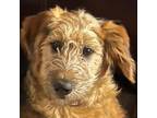Adopt Marigold a Standard Poodle, German Shepherd Dog