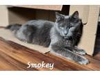 Adopt Smokey a Domestic Medium Hair