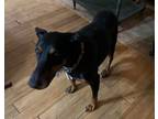 Adopt Lila a Doberman Pinscher