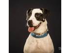 Adopt Tessa a Pit Bull Terrier, Pointer