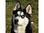 Adopt Koda a Husky