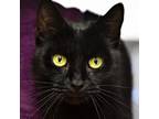 Adopt Odessa a Domestic Short Hair