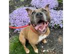 Adopt Louise a Mixed Breed, Pit Bull Terrier