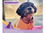 Adopt Rosemary a Shih Tzu