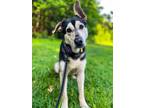 Adopt Lacey a German Shepherd Dog, Siberian Husky