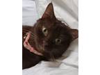 Adopt Katie a Domestic Short Hair