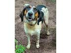 Adopt Dolly a Treeing Walker Coonhound, Mixed Breed