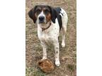 Adopt Dolly a Treeing Walker Coonhound, Mixed Breed