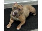 Adopt Patience a American Staffordshire Terrier, Mixed Breed