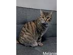 Adopt MELANIE a Domestic Short Hair