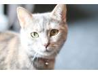 Adopt DAPHNE a Domestic Short Hair