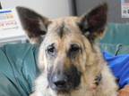 Adopt GATSBY "Bee" a German Shepherd Dog