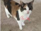 Adopt Paula a Calico