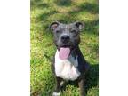 Adopt Azzurra 51929 a Staffordshire Bull Terrier, Mixed Breed