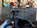 Adopt Bonnie a Great Dane