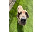 Adopt Lotus a Great Dane