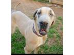 Adopt Darla a Great Dane