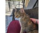 Adopt Princess a Domestic Short Hair