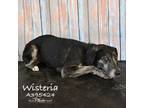 Adopt WISTERIA a German Shorthaired Pointer, Mixed Breed