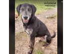 Adopt WISTERIA a German Shorthaired Pointer, Mixed Breed