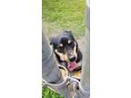 Adopt Faye a Rottweiler, Mixed Breed