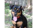 Adopt Karma a Rottweiler, Cardigan Welsh Corgi