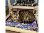 Adopt Lady of the Lake a Domestic Short Hair