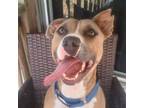 Adopt Lyra a American Staffordshire Terrier