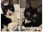 Adopt Oreo & Hershey #bonded-sibs a Tuxedo