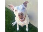 Adopt Snow a Mixed Breed, Pit Bull Terrier