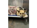 Adopt ABBY a German Shepherd Dog, Mixed Breed