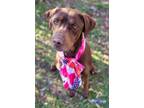 Adopt Trinity a Chocolate Labrador Retriever, Boxer