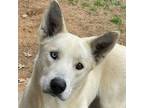 Adopt Blue a German Shepherd Dog, Mixed Breed