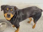 Adopt ELLA a Rottweiler