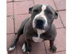 Adopt MAIDEN a American Staffordshire Terrier
