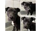 Adopt OREO a Labrador Retriever, American Staffordshire Terrier