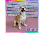 Adopt Luna a Siberian Husky