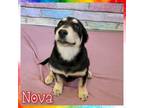 Adopt Nova a Siberian Husky