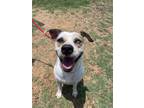 Adopt Kia a Pointer, Australian Shepherd