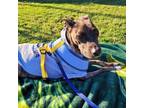 Adopt Daisy a Pit Bull Terrier