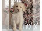 Goldendoodle PUPPY FOR SALE ADN-759262 - Pax