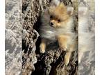 Pomeranian PUPPY FOR SALE ADN-758904 - AKC Karson parents health tested