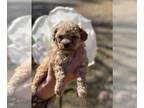 Poodle (Toy) PUPPY FOR SALE ADN-759027 - Toy and Mini Poodles