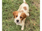 Brittany PUPPY FOR SALE ADN-759110 - Brittany Spaniel Puppies