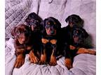 Doberman Pinscher PUPPY FOR SALE ADN-758936 - Doberman puppies