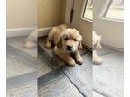 Golden Retriever PUPPY FOR SALE ADN-759173 - Golden Retriever Puppies