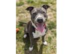Adopt Swipe Right a Pit Bull Terrier