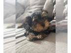 Yorkshire Terrier PUPPY FOR SALE ADN-759119 - AKC Yorkies