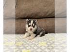American Bully-Pomsky Mix PUPPY FOR SALE ADN-759230 - Adorable pombullsky pups