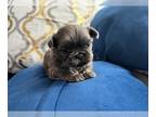 Shih Tzu PUPPY FOR SALE ADN-759066 - Tcups blue eyes AKC Chinese Imperial